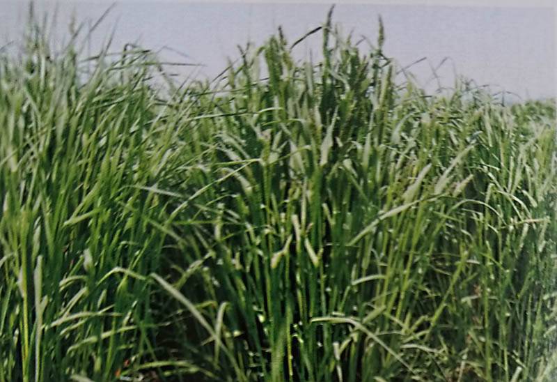 ※ 1袋までメール便可 ※ オーチャードグラス種 【 アキミドリ2 】 500g （栽培用 種子 カモガヤ あきみどり2 雪印）