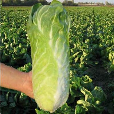 【有機種子】 チコリ / トレビス / ライトグリーンボール / ウラナス　小袋　　[栽培用 種子 葉菜]