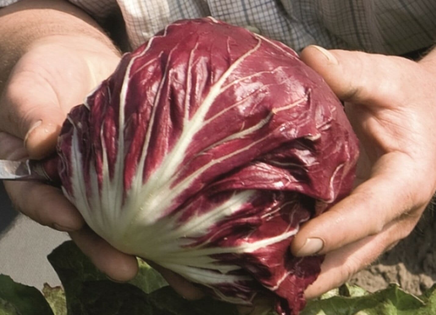 【有機種子】 チコリ / トレビス / リッチレッドボール / レオナルド　小袋　　[栽培用 種子 葉菜]