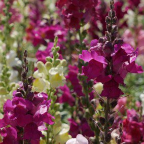 【有機種子】ハーブの種子　キンギョソウ 小袋 [栽培用  種子]