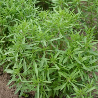 【有機種子】ハーブの種子　サマーサボリー　小袋  [栽培用  種子]