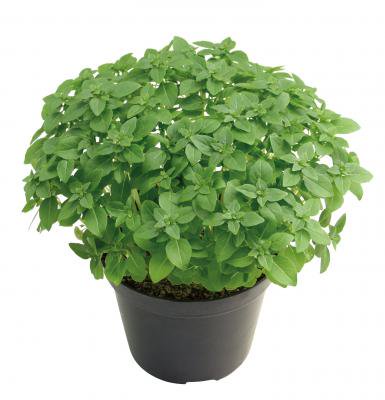 【有機種子】ハーブの種子　バジル / ブッシュバジル　小袋　[栽培用　種子]