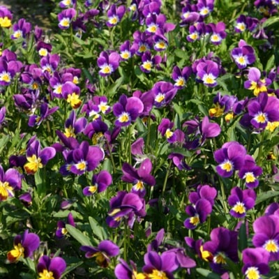 【有機種子】ハーブの種子　ビオラ / 3色スミレ　トリコロール　小袋　[栽培用　種子]