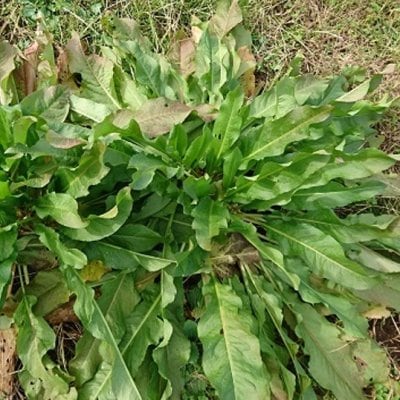 【有機種子】ハーブの種子　ペイシェンスドック / ワセスイバ　小袋　[栽培用　種子]