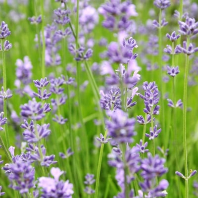 【有機種子】ハーブの種子　ラベンダー 小袋　[栽培用　種子]