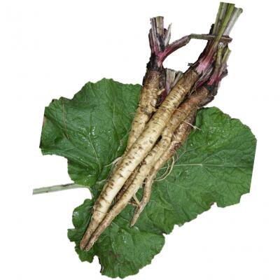 有機種子 【 滝野川ゴボウ 】 小袋 （栽培用 種子 根菜）