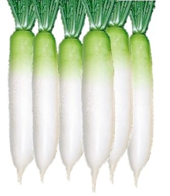 有機種子 【 青首宮重大根 】 小袋 （栽培用 種子 根菜）