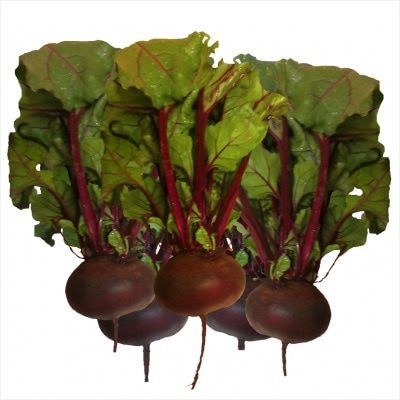 【有機種子】ビーツ / ビート / エジプト / フラットタイプ　小袋　[栽培用 種子 根菜]