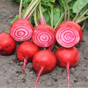 【有機種子】ビーツ / ビート / チオギア　小袋　[栽培用 種子 根菜]