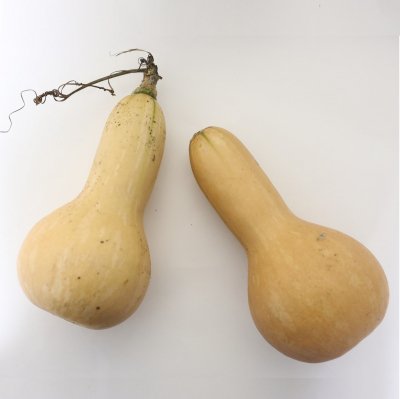 【有機種子】かぼちゃ / バターナッツ　小袋　[栽培用 種子 果菜]