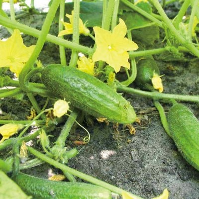 ★予約注文?23’1月入荷予定?【有機種子】ミニキュウリ / ピクルスガーキン 小袋<br> [栽培用 種子 果菜]