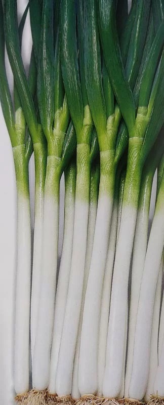 ネギ　羽生　5000粒　有効期限８月 ネギ 羽生 5000粒 有効期限8月 ネギ 羽生 5000粒 有効期限8月 葉菜