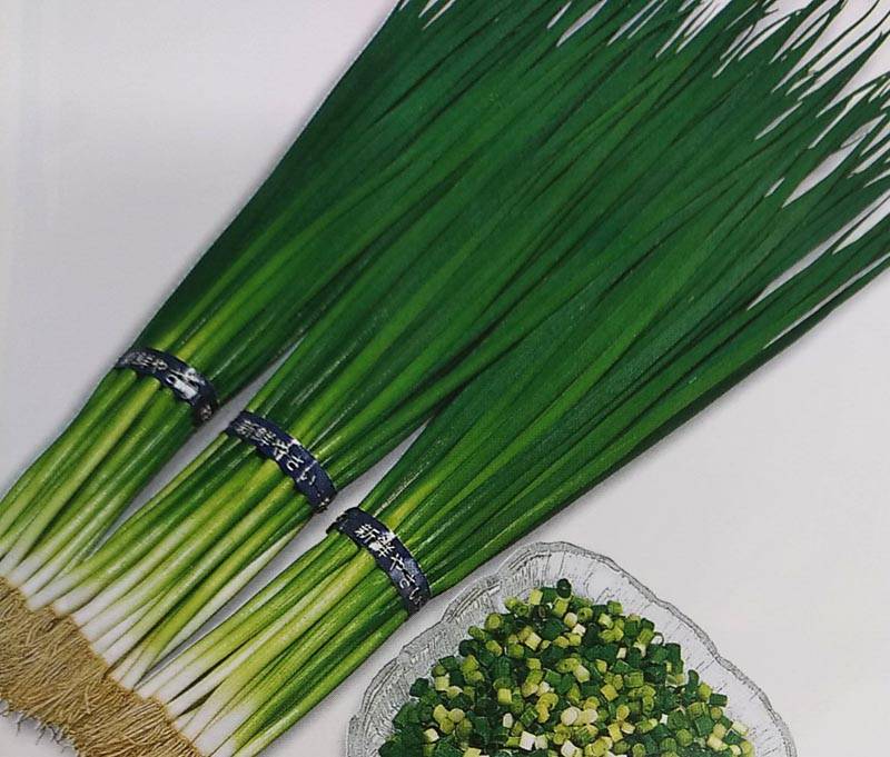 ネギ種 【 T-1スリム 】 20ml （葉ねぎ 葱 種子 栽培用 トーホク）