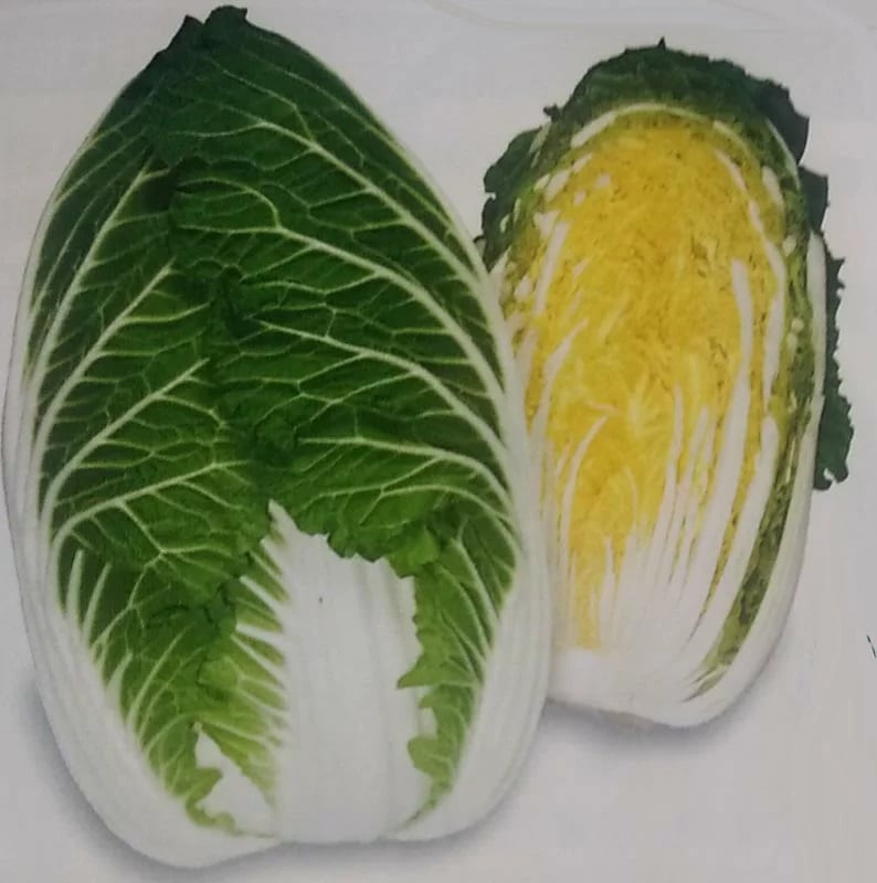 ハクサイ種 【 F1黄楽60 】 20ml （栽培用 種子 白菜 はくさい 生産者向け トーホク）