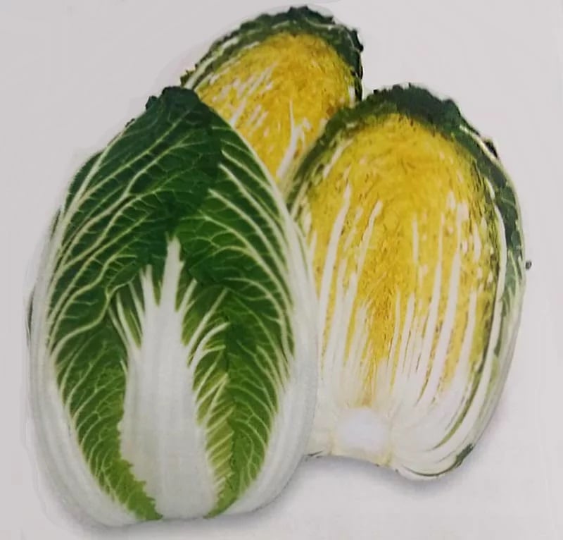 ※ 2023年度6月より取扱中止 ※ ハクサイ種 【 F1黄楽80 】 20ml （栽培用 種子 白菜 はくさい トーホク）