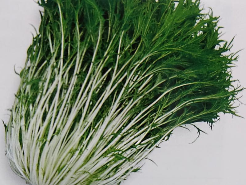 水菜商品 アーテック お家で楽しく栽培キット 水菜 102935 1セット(3個)（直送品