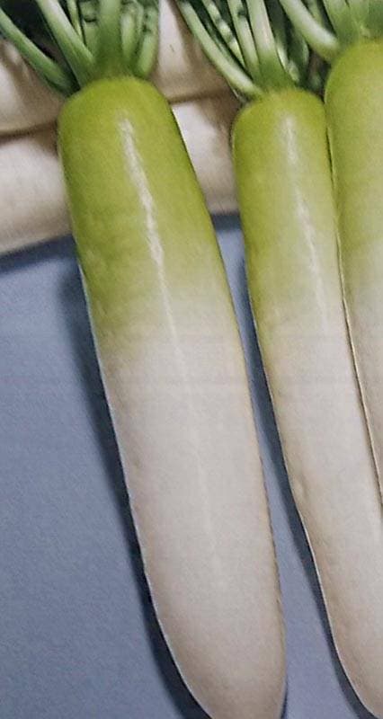 ダイコン種 【 F1夏つかさ 】 小袋 （栽培用 種子 だいこん 大根 トーホク）