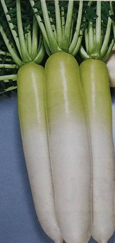 ダイコン種 【 F1夏つかさ「快」】 8000粒 （栽培用 種子 だいこん 大根 生産者向け トーホク）