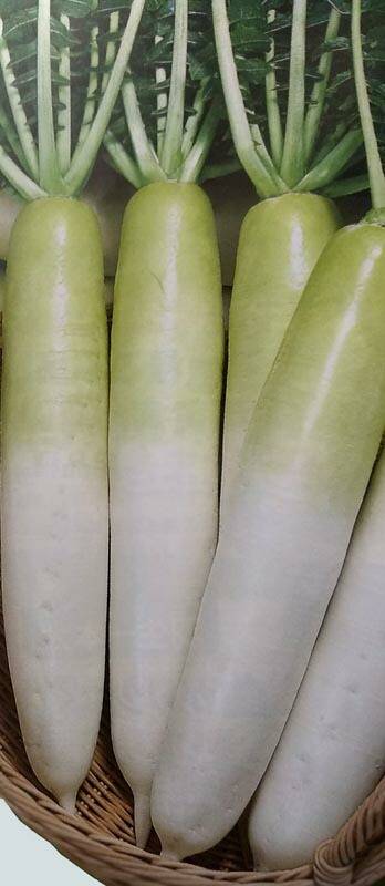 ※新種11月以降入荷予定　ダイコン種 【 F1NIKURA（にいくら）】 8000粒 （栽培用 種子 だいこん 大根 生産者向け トーホク）