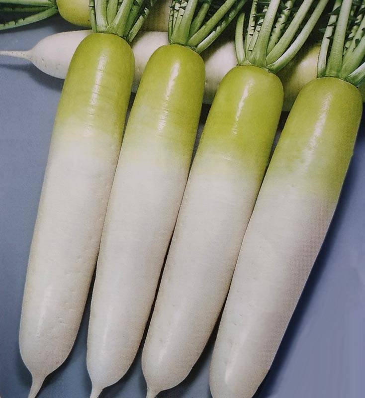 ダイコン種 【 F1晩抽春のいぶき 】 8000粒 （栽培用 種子 だいこん 大根 生産者向け トーホク）