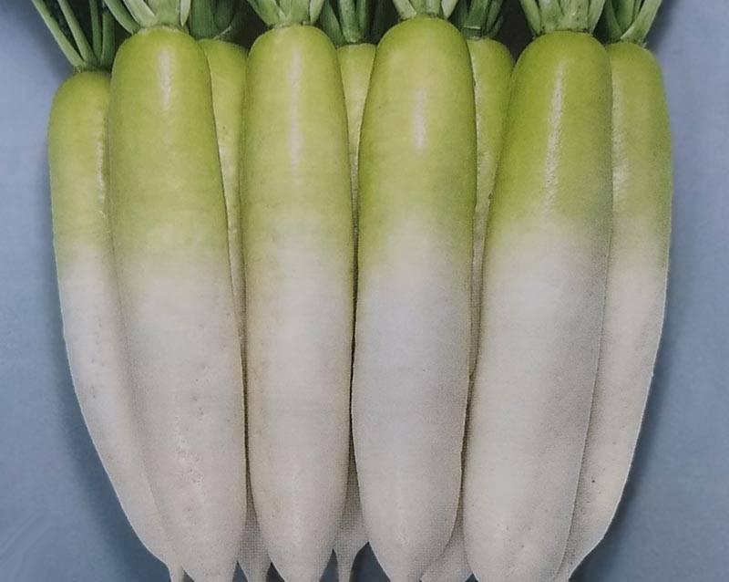 ダイコン種 【 F1蒼春 】 8000粒 （栽培用 種子 だいこん 大根 生産者向け トーホク）