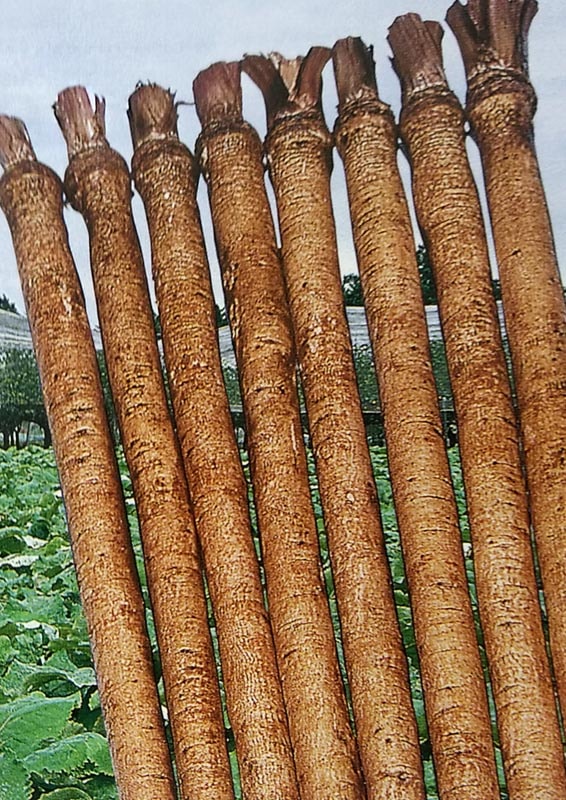 ゴボウ種 【 東北理想ゴボウ 】 1L （栽培用 種子 ごぼう種 牛蒡種 生産者向け トーホク）