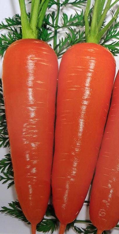 ニンジン種 【 F1愛華 】 コート種子 10000粒 （栽培用 種子 にんじん