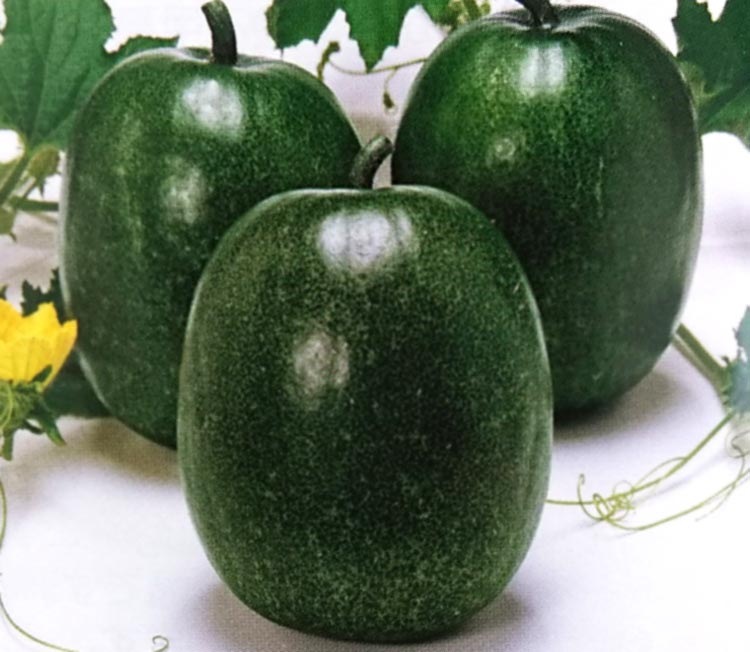 ミニとうがんの種 ミニ冬瓜 福つづみ 花と野菜の種・肥料・農薬やガーデニング用品の販売