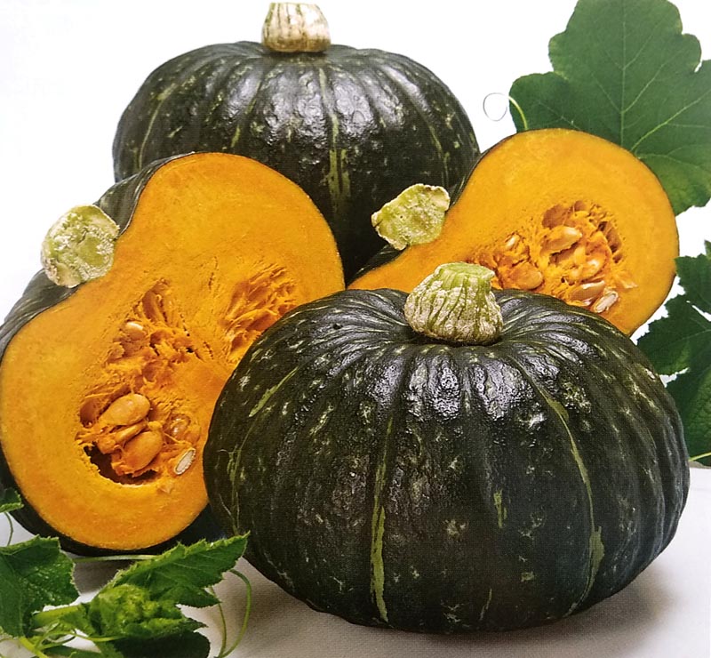 カボチャ種 早生福万 ml Br 栽培用 種子 南瓜 かぼちゃ 野菜 果物の種 カボチャ 南瓜 種 なら みつのぶオンラインショップ