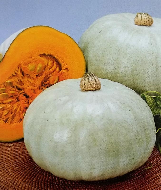 【2026年新種1月以降入荷予定】カボチャ種 ホワイトハロウィン (10粒)<br>[栽培用 種子 南瓜 かぼちゃ トーホク]