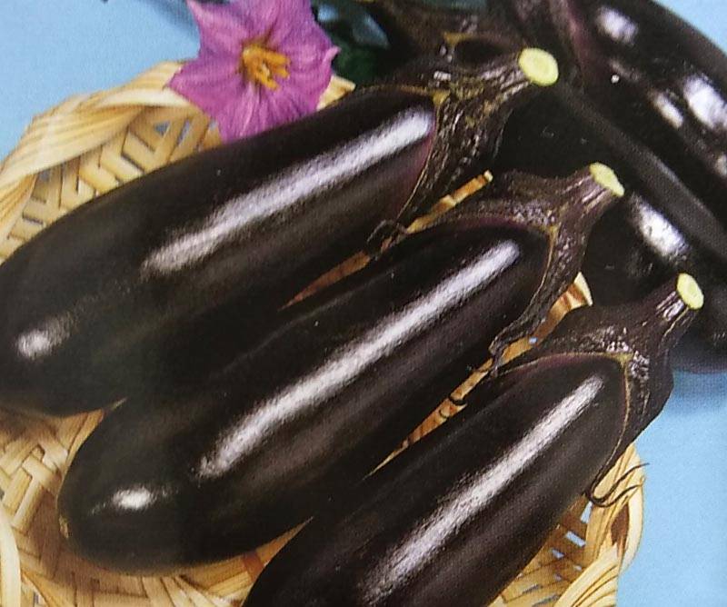 ※新種12月以降入荷予定　ナス種 【 F1黒秀 】 20ml （栽培用 種子 なす 茄子 生産者向け トーホク）