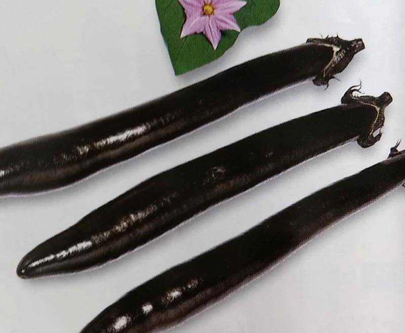 ナス種 【 F1艶麗長 】 20ml （栽培用 種子 なす 茄子 生産者向け トーホク）