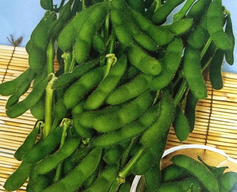 ※新種2026年1月以降入荷後発送<br>エダマメ種 【 北国 】 1L （栽培用 種子 えだまめ 枝豆 生産者向け トーホク）