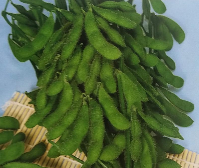 エダマメ種 東北早生みどり （1L）<br>[栽培用 種子 えだまめ 枝豆 生産者向け]