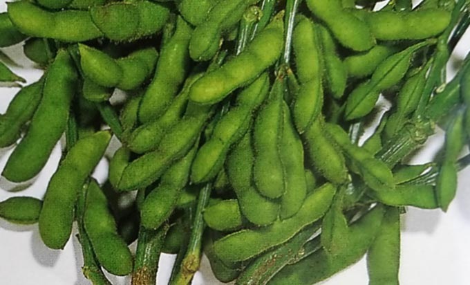 エダマメ種 初夏のうまみ （1dL）<br>[栽培用 種子 えだまめ 枝豆 TH005]