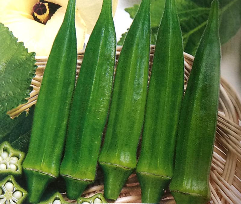 新種2025年1月入荷後発送<br>オクラ種 【 五角オクラ 】 15ml （栽培用