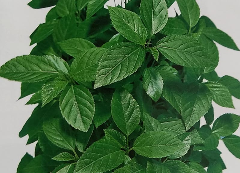 モロヘイヤ種 トーホク種苗のモロヘイヤ （20ml）<br>[栽培用 種子 もろへいや 健康野菜]