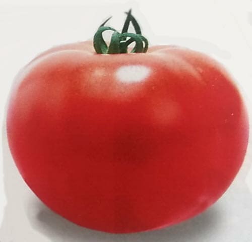 トマト種 【 桃太郎ヨーク 】 1000粒 （栽培用 種子 抑制栽培向け 生産者向け タキイ）