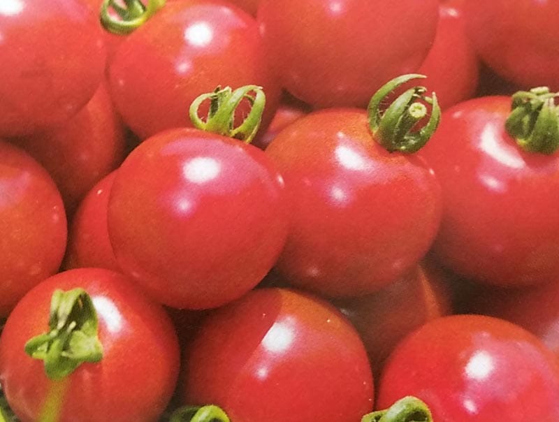 ※新種12月頃入荷予定　ミニトマト種 【 CF千果 】 1000粒 （栽培用 種子 生産者向け タキイ）（農林水産省登録品種 品種名：TTM019）