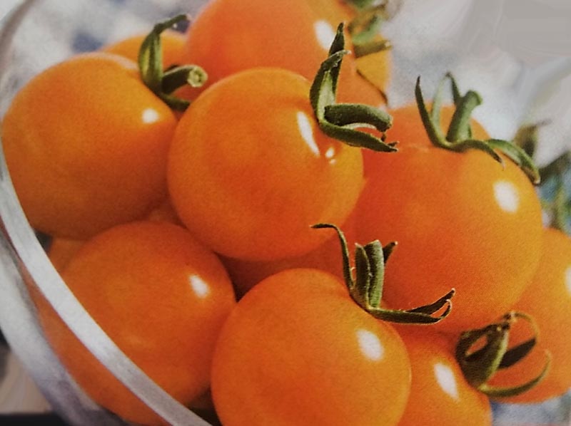 ※新種12月頃入荷予定　ミニトマト種 【 オレンジ千果 】 DF小袋 （栽培用 種子 タキイ）（農林水産省登録品種 品種名：TTM059）