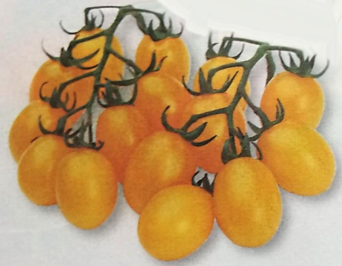 ※新種12月以降入荷予定　ミニトマト種 【 イエローピコ 】 GF小袋 （栽培用 種子 タキイ）