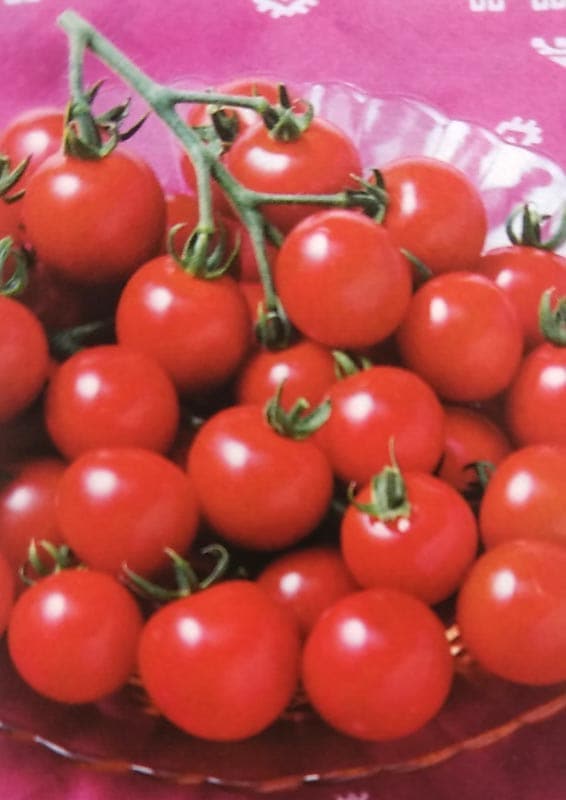 ミニトマト種　CFココ　(16粒)<br>[栽培用 種子][農林水産省登録品種 品種名：TTM043]