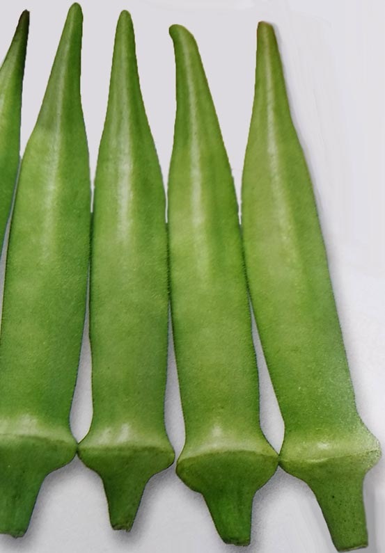 オクラ種 【 ヘルシエ 】 1000粒 （栽培用 種子 おくら ネリ 陸蓮根 生産者向け タキイ）