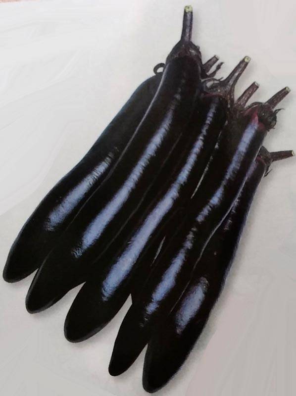 ※新種12月以降入荷後発送　ナス種 【 庄屋大長 】 2000粒 （栽培用 種子 なす 茄子 生産者向け タキイ）