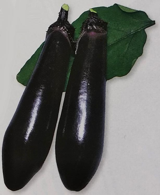 ナス種 【 黒陽 】 2000粒 （栽培用 種子 なす 茄子 生産者向け タキイ）