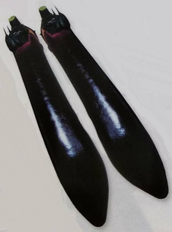 ナス種 【 長者 】 2000粒 （栽培用 種子 なす 茄子 生産者向け タキイ）