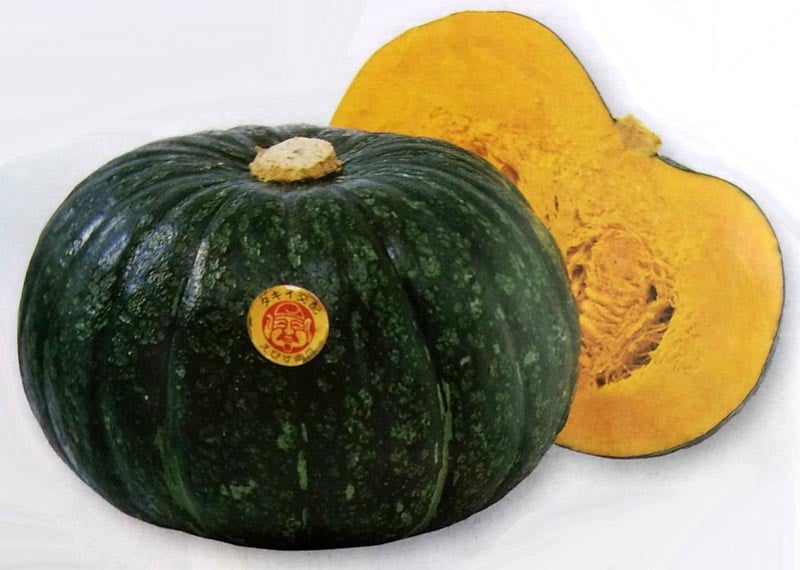 カボチャ種 【 えびす 】 500粒 （栽培用 種子 かぼちゃ 南瓜 生産者