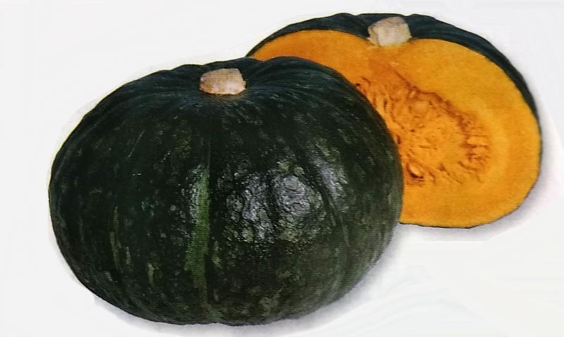 カボチャ種　ほっこり133　(100粒)<br>[栽培用 種子 かぼちゃ 南瓜 生産者向け タキイ]