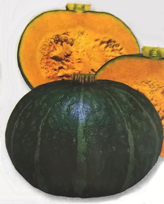 ※新種12月以降入荷予定　カボチャ種　栗えびす　(100粒)<br>[栽培用 種子 かぼちゃ 南瓜 生産者向け タキイ]