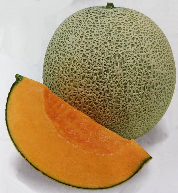 ※発芽率保証期限10月末まで　メロン種　レノンハート　(100粒)<br>[栽培用 種子 甜瓜 生産者向け タキイ]